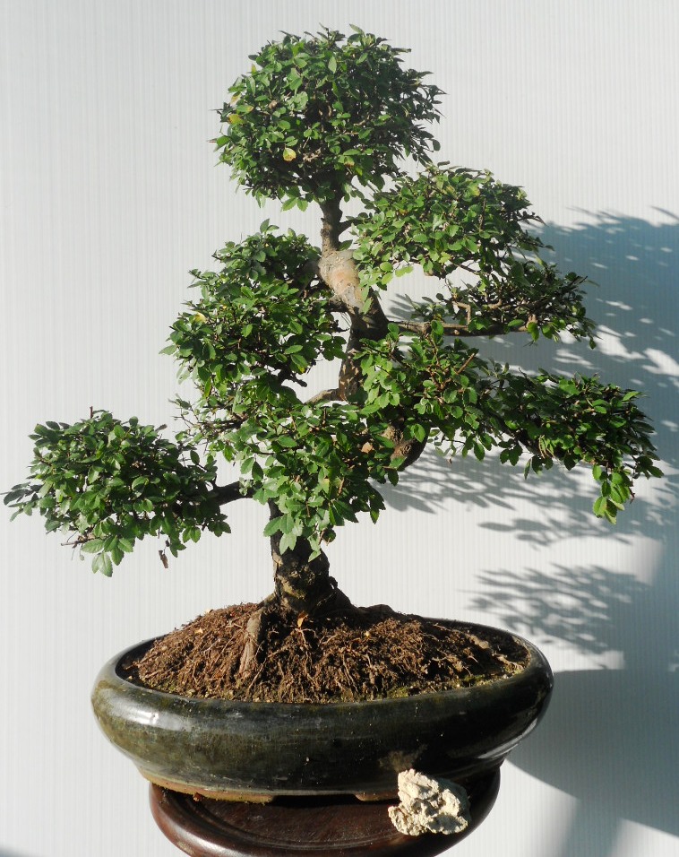 Bonsai da interno
